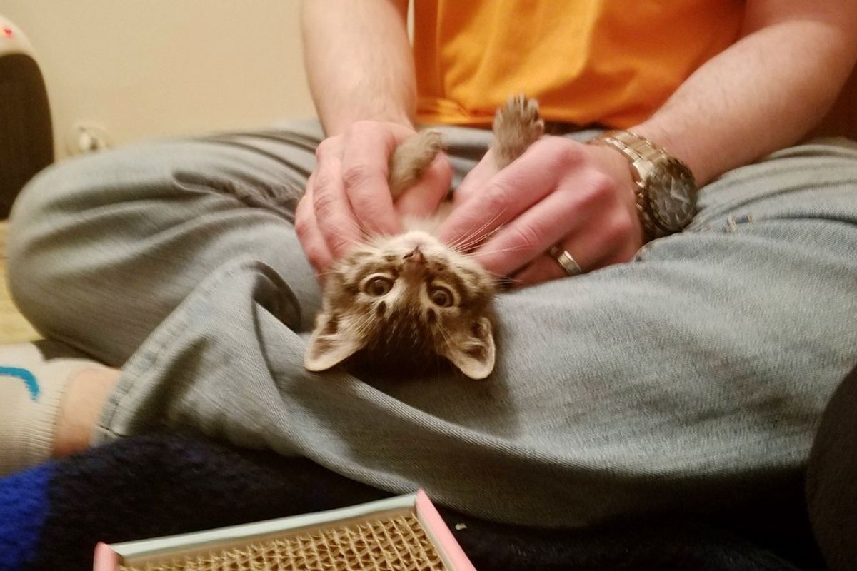 Stray Kitten Found in Abandoned Building is Turned Around by Love