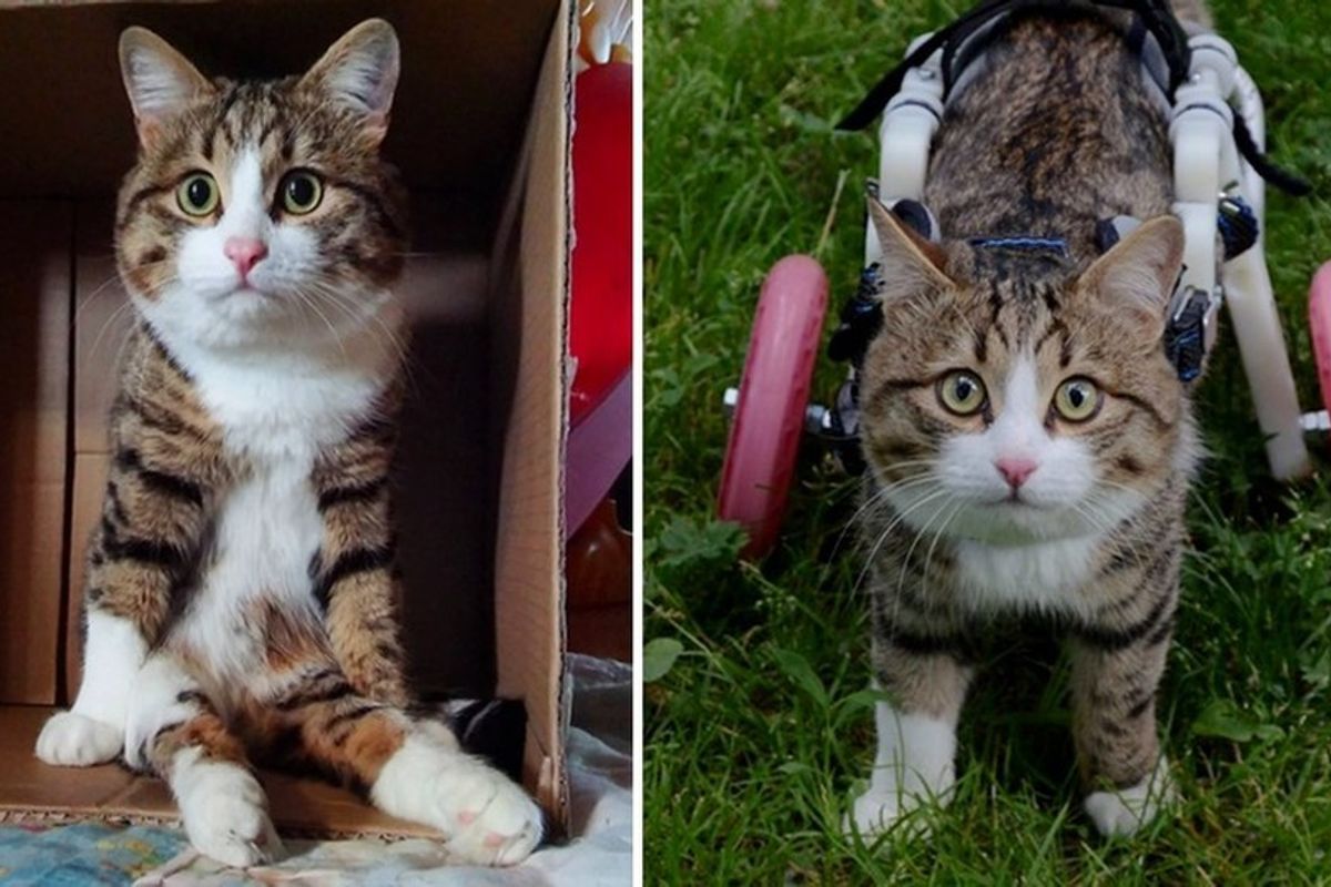 Cat Makes Do with Two and Loves His Life to the Fullest