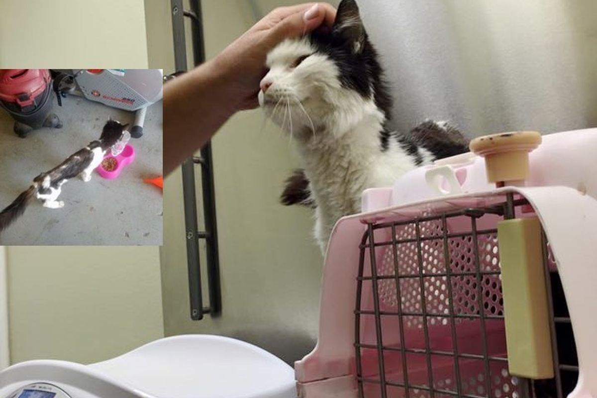 5 Pound Stray Cat Can't Stop Smiling When He Finds a Place to Call Home
