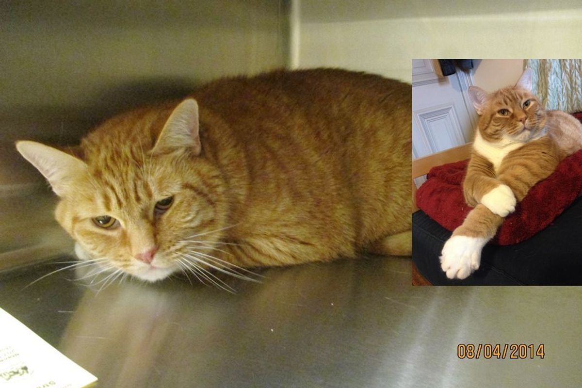 Woman Takes a Chance on a Sad Shelter Cat, a Few Days After Adoption...