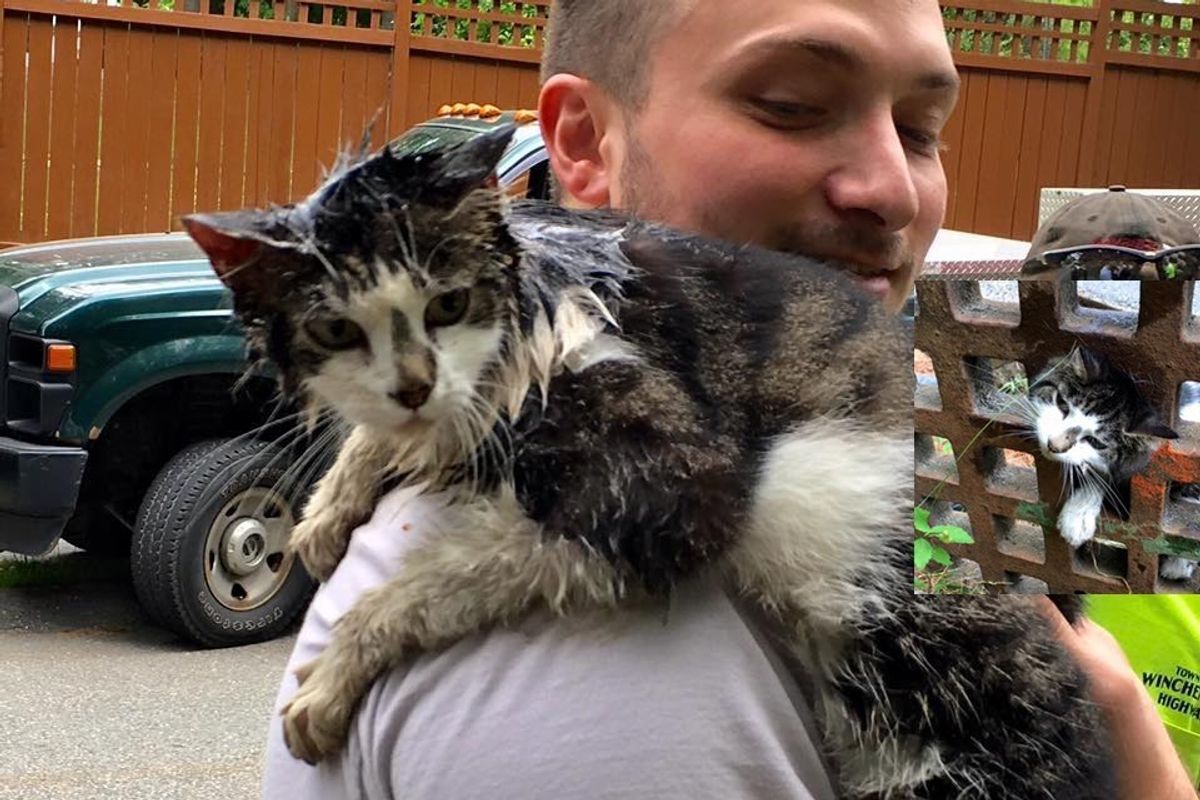 Cat Grateful to Be Saved from Being Stuck in Grate