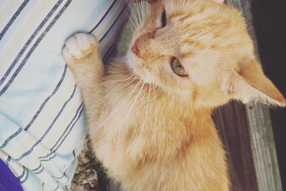 Stray Cat Comes to Family's Porch and Chooses 4-year-old Boy to Be Her Forever Human