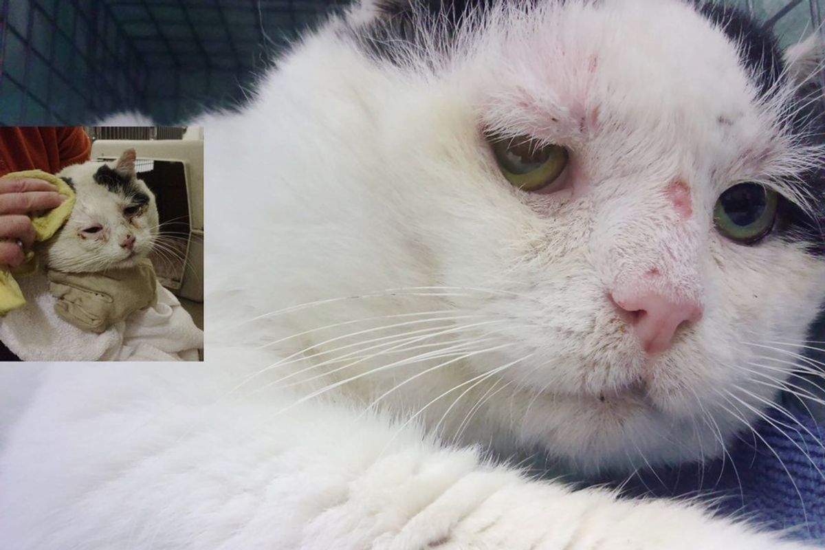 Semi-feral Cat Finds a Home with Other Kitties Like Him After Years Fending for Himself