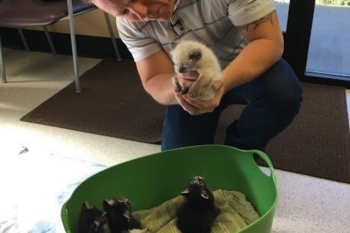 Waste Management Worker Saves 6 Crying Newborn Kittens Found in Dumpster