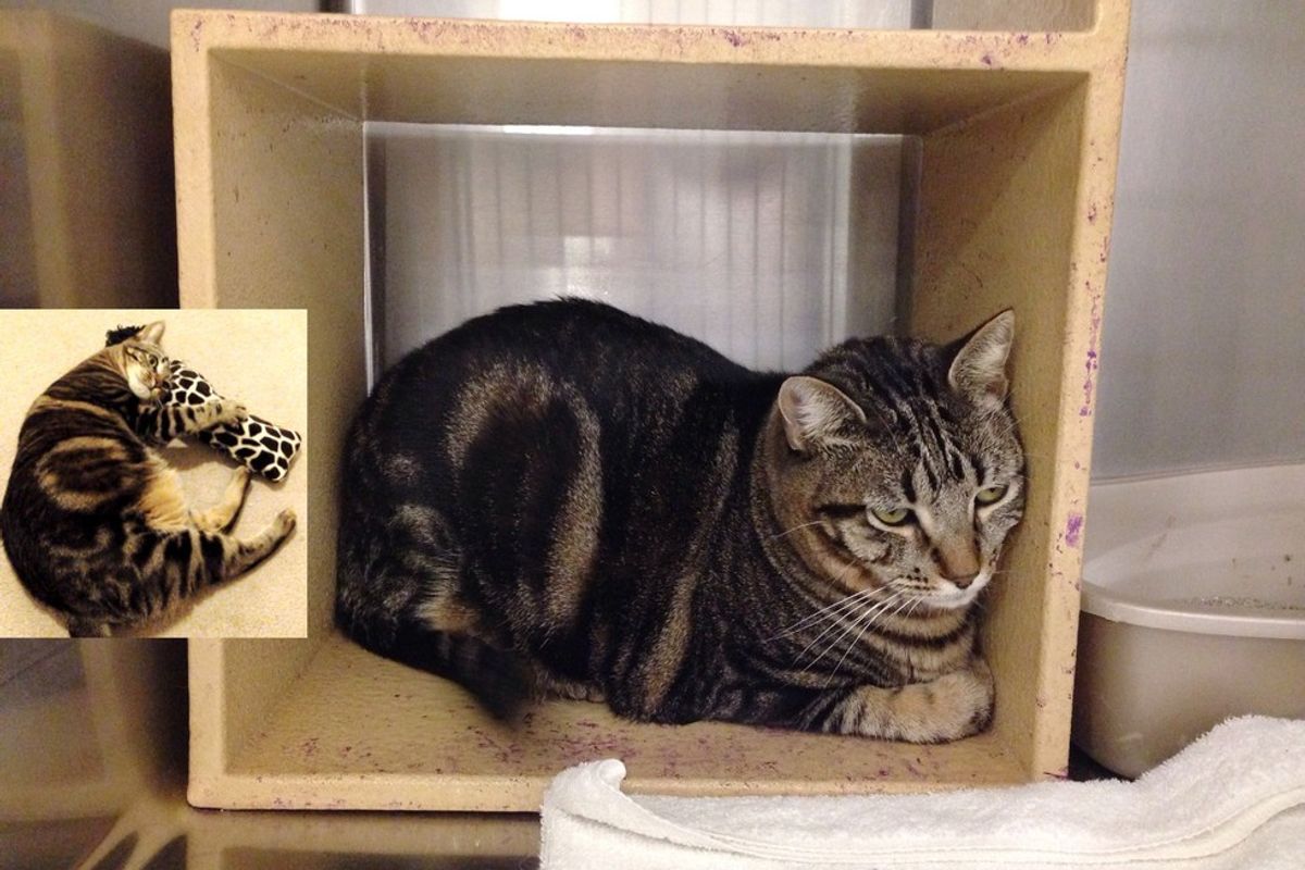 No One Knew This Shelter Cat's True Personality Until They Saw Her in a Home