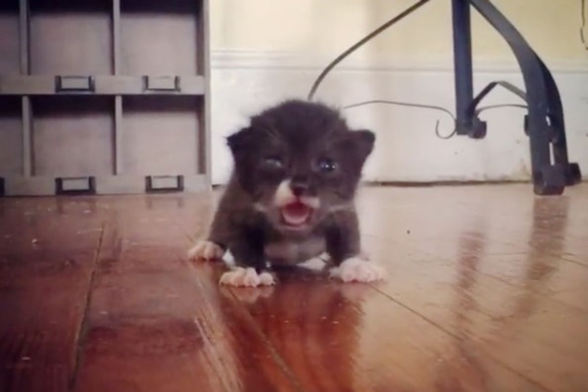 Orphaned Kitten Comes Back Roaring from Near Death