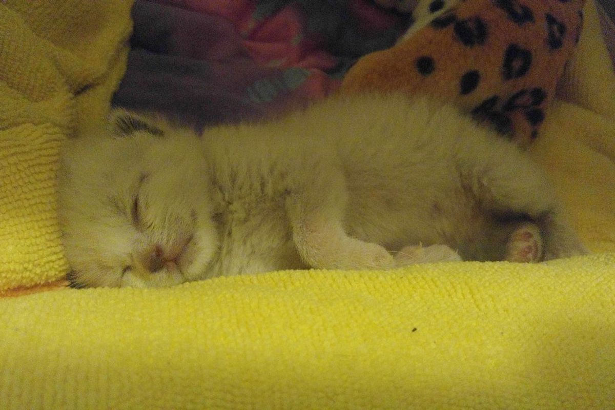 Guy Sees Whole New Side of Himself Through an Orphaned Kitten He Saved