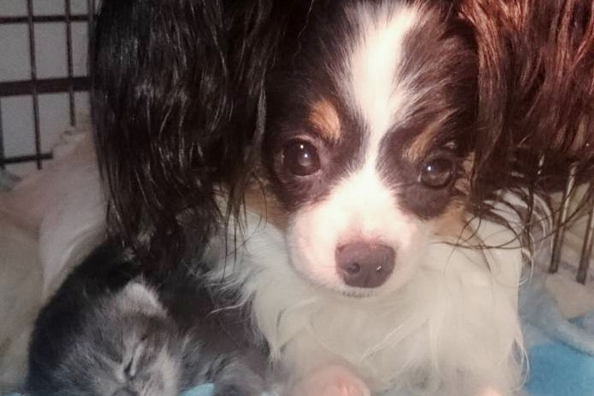 3 Orphaned Kittens Cure Mama Dog’s Broken Heart After She Lost Her Only Pup
