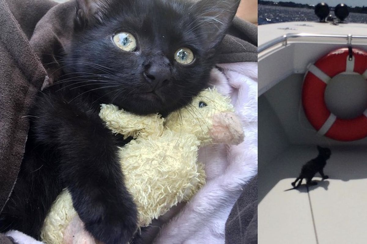 Deputy Saves Drowning Kitten Clinging to Oysters Under Bridge