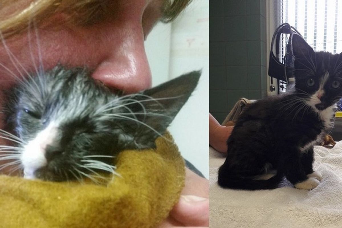 Kitten Found Covered in Glue Makes the Greatest Come Back