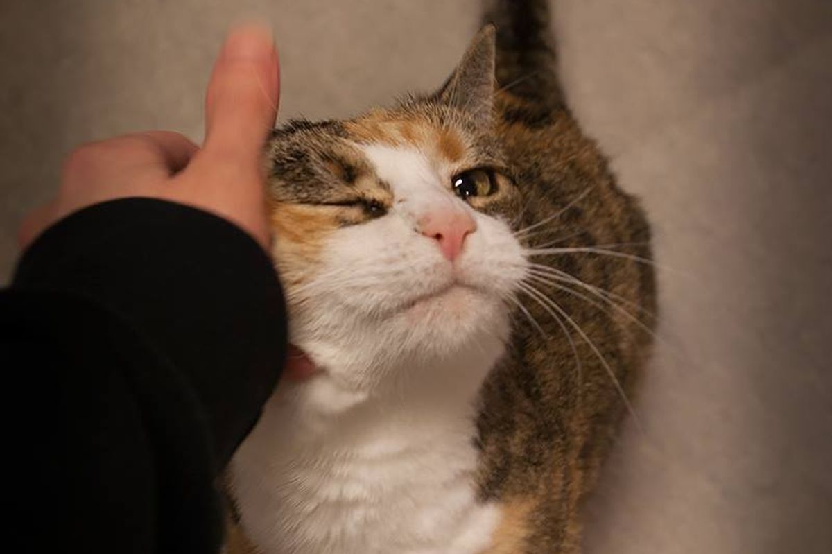 Cat Disappeared After Burglary at Shelter, is Found a Year Later