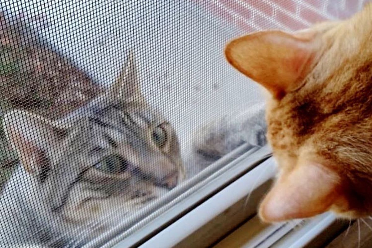Cats Keep Showing Up on Woman's Porch Meowing for Help
