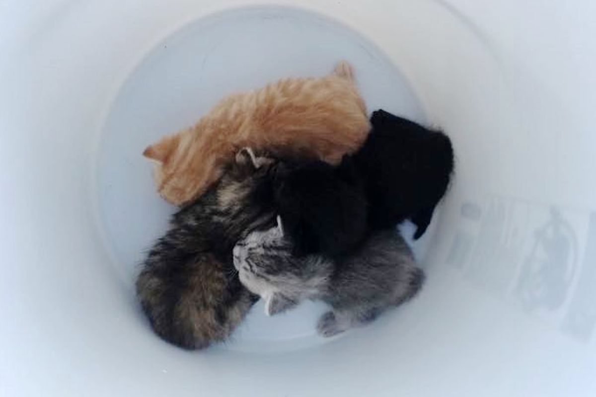 Man Saves Kittens Found in His Truck and Goes Back for Their Mama Cat