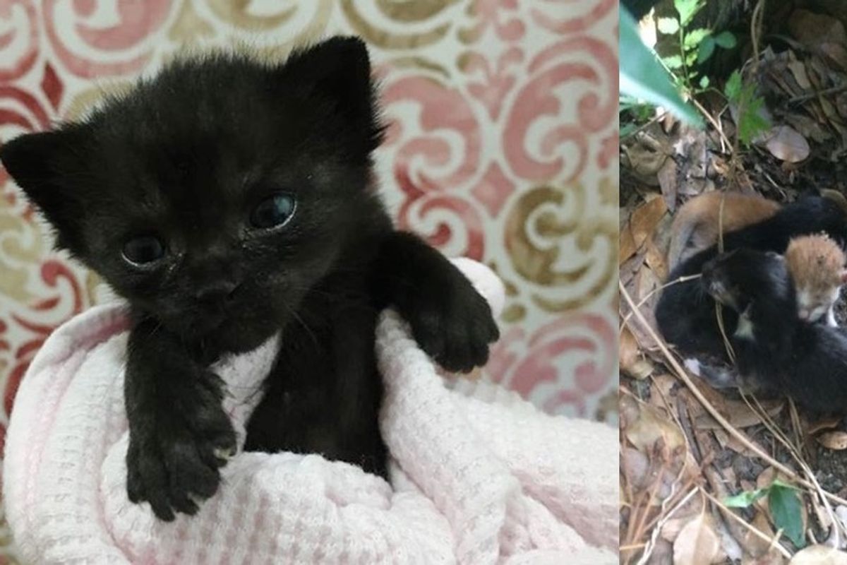 Tiny Kitten Orphaned at 3 Days Old Keeps Fighting to Live and Grow