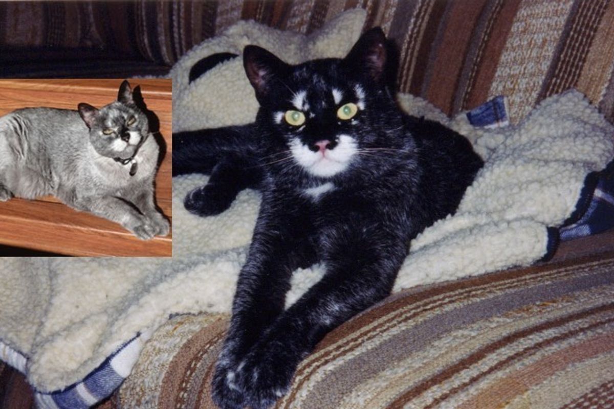 Cat's Markings Have Changed Drastically Over the Years