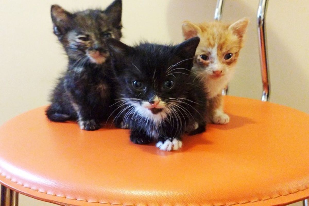 Man Saves 3 Orphaned Kittens from Pouring Rain and Becomes Their Dad