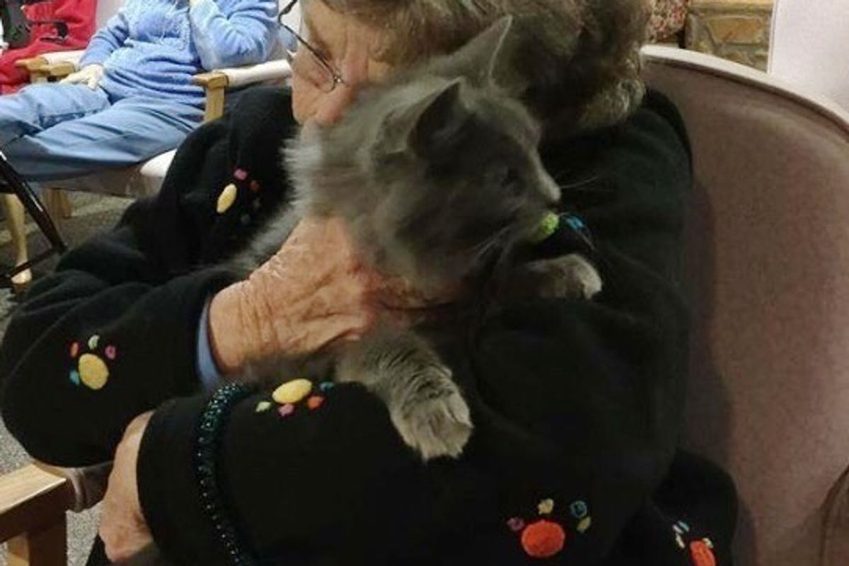 Shelter Brings Senior Cats to Senior Humans So They Can Comfort Each Other
