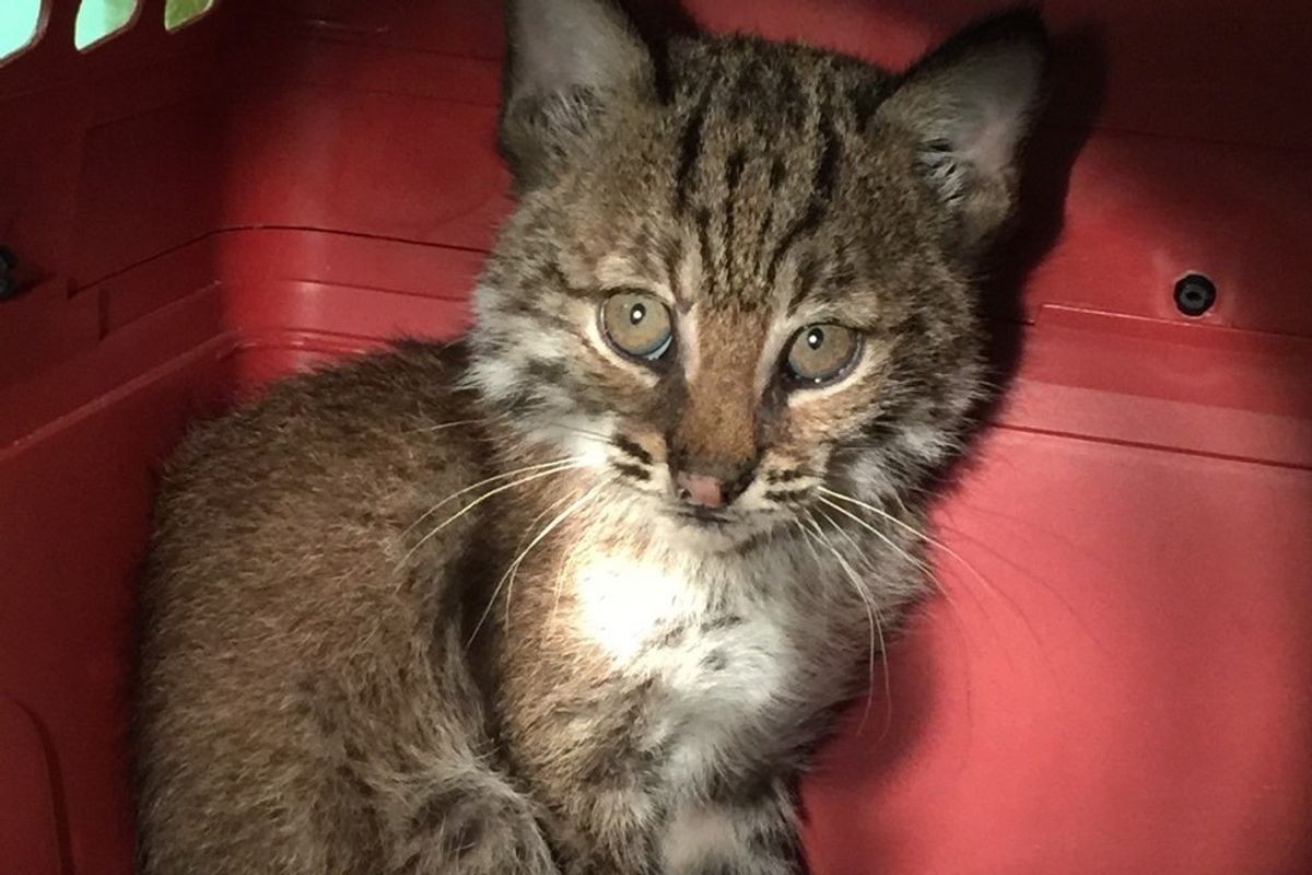 Driver Saves "Kitten" from Middle of Road and Discovers It's Not a House Cat