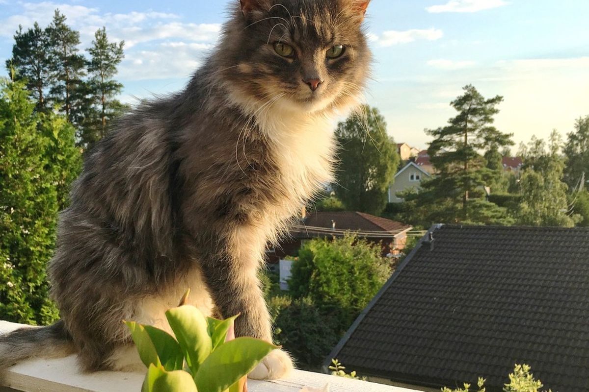 Cat Wanders Around Looking for a Home, So They Open the Door for Him