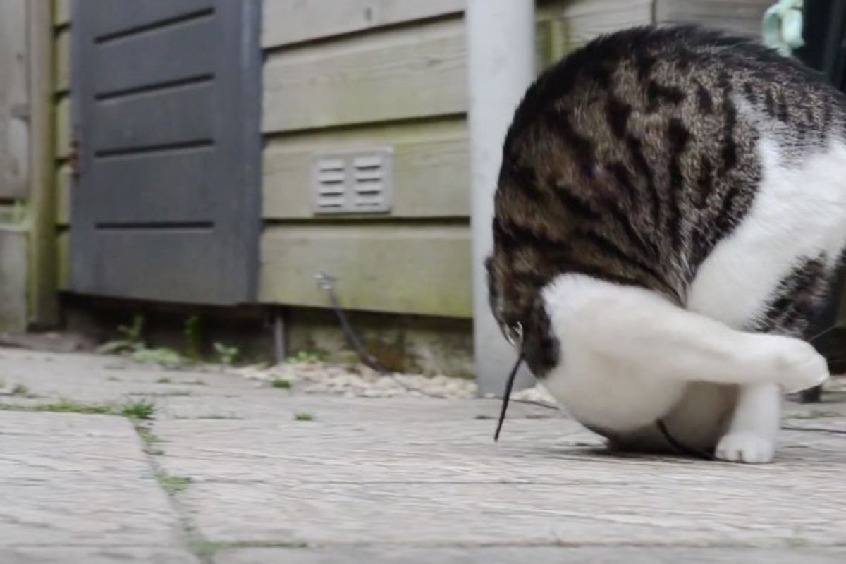 Cat Learns to Do Somersaults and Can't Stop Doing It