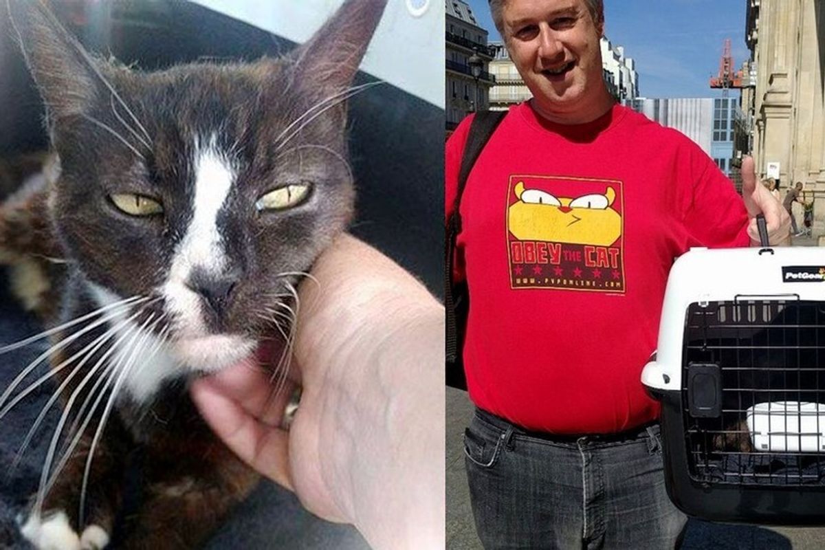 Cat Vanishes from Her Home, Turns Up 8 Years Later in a Different Country