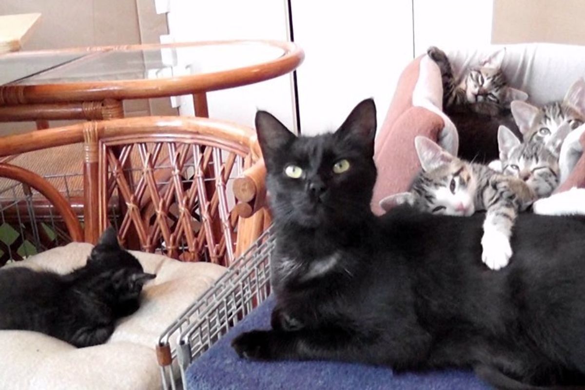 Sweetest Conversation Between Mama Cat and Her Babies