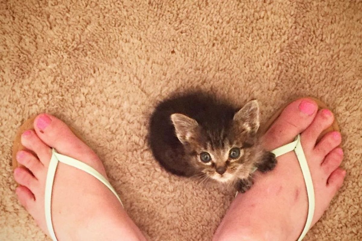 Tiny Kitten Orphaned at 1 Day Old Wouldn't Let Go of His New Mom