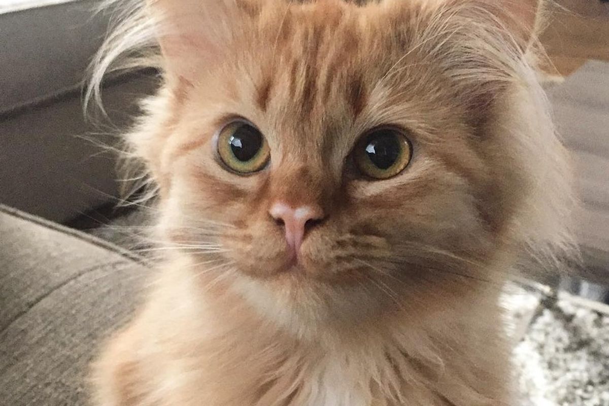 Cat Hasn't Stop Smiling Since She Found Her Forever Humans