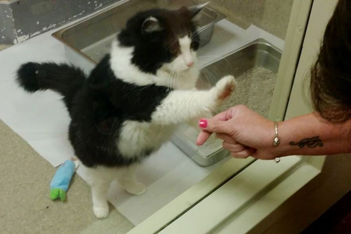 Senior Cat Keeps Pawing at Window in Shelter Until Someone Takes Her Home.. (with updates)