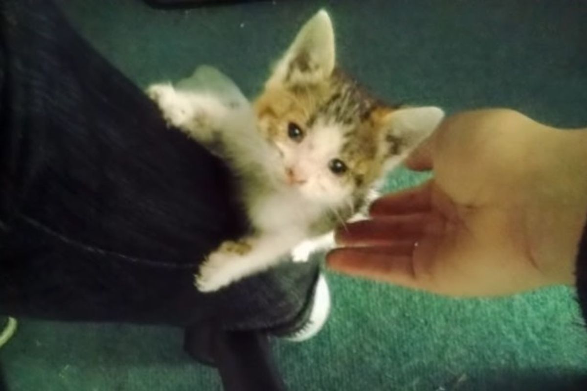 Kitten Asks Man to Be Her Family After He Saved Her from Being Run Over by Traffic