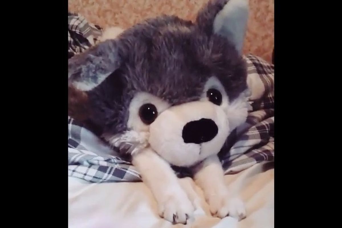Little Mischievous One Turns Herself into a Rare Cat Wolf