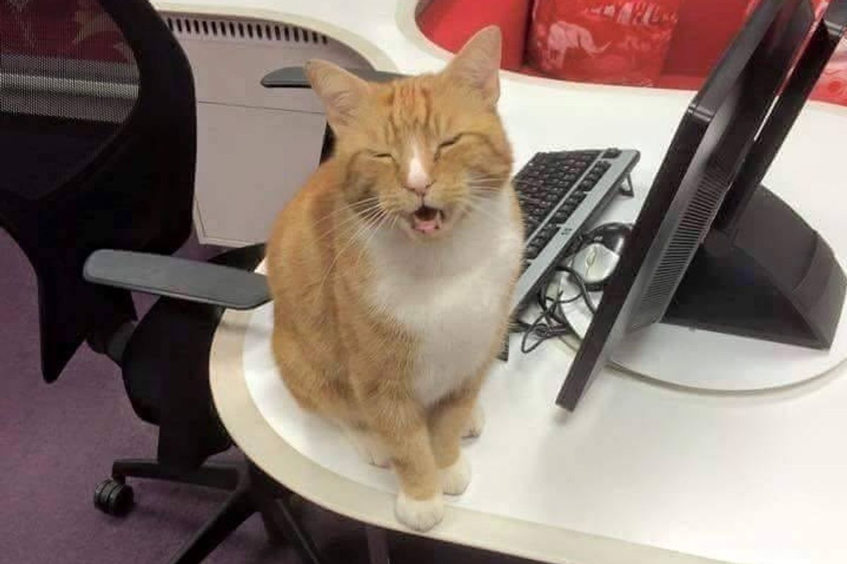Ginger Cat Banned from His Favorite Shop After 'Less Than Purrfect' Behavior