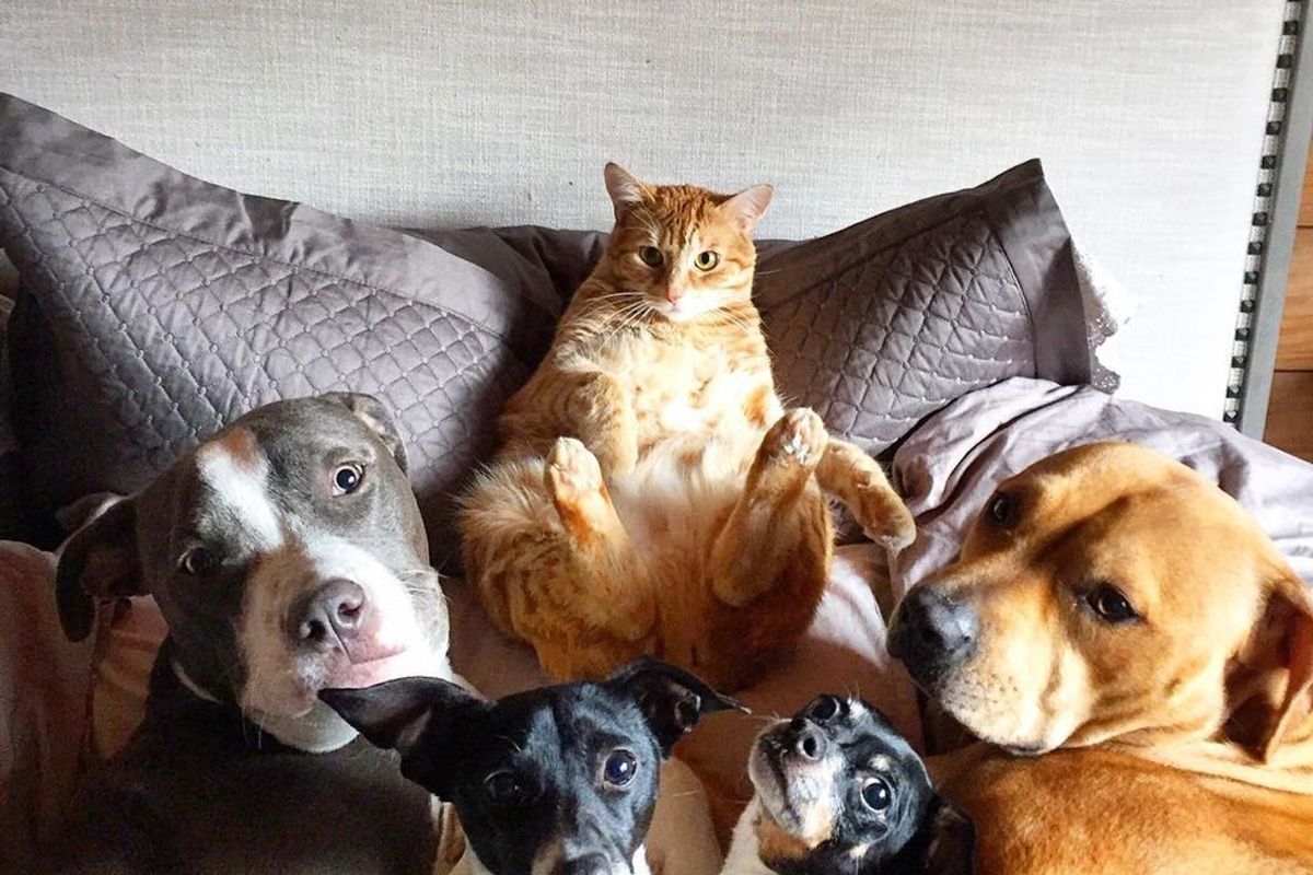 Rescue Cat Leads a Pack of 4 Dogs and 2 Ducks and Gives Them Cuddles
