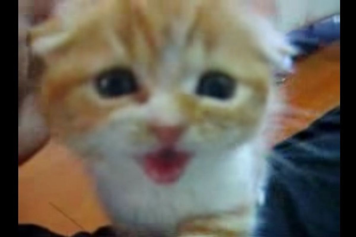 Kitten Walks Up to Man, Meowing for Love, the Sweetest Thing