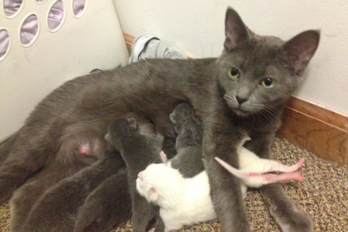 Cat Wanders into Guy's Home When He Opens Door and Brings Him a Surprise