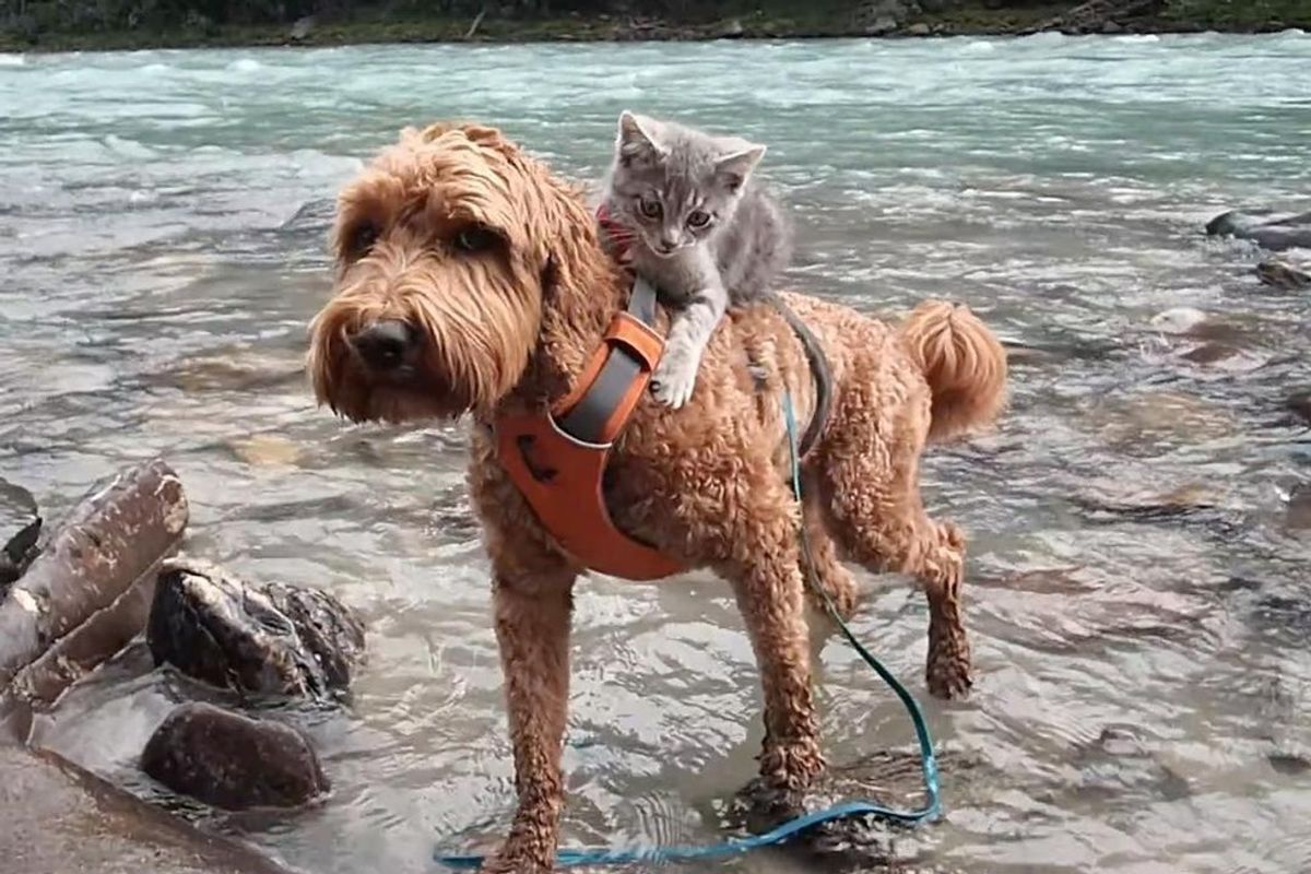 Rescue Kitten Bonds with Dog and Holds onto Her Everywhere They Go