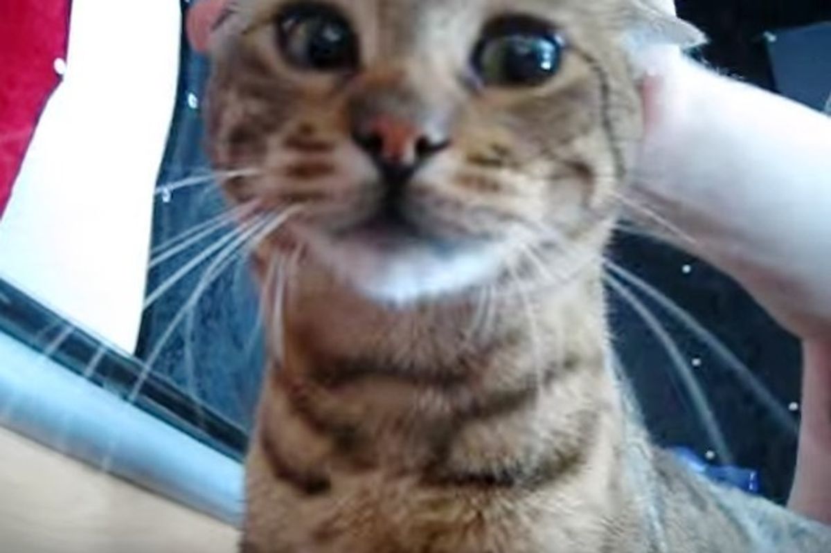 This is How Kitty Wakes Up His Human Every Day at 7:30