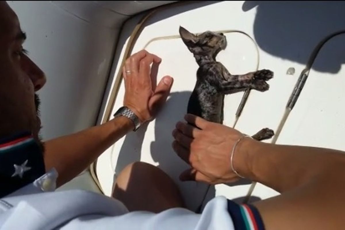 Coast Guard Brings Drowning Kitten Back to Life with Mouth to Mouth CPR