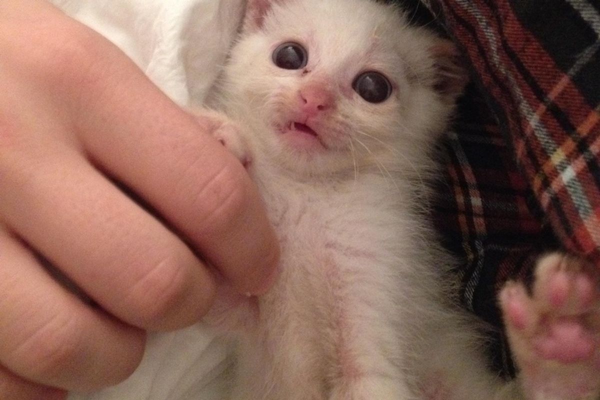 Kitten was Dropped Off to Be Euthanized, but They Refused. Now Two Years Later.