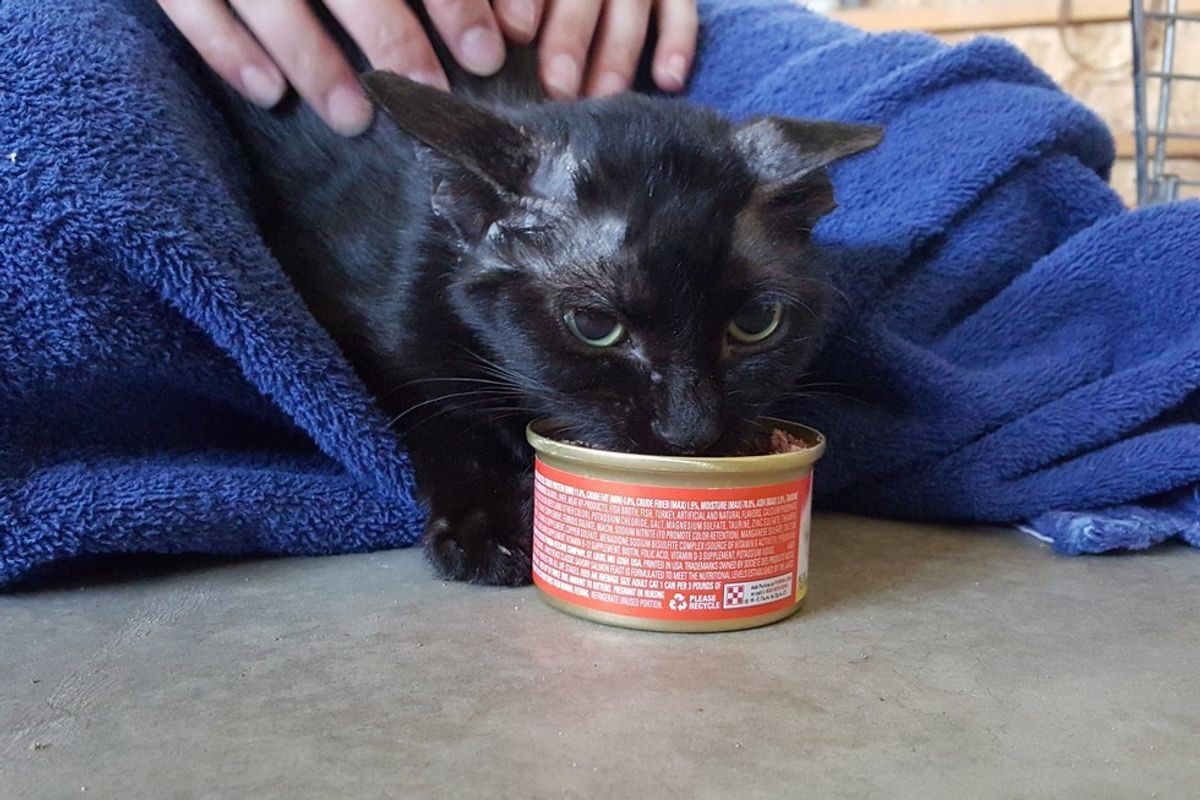 Cat Too Scared To Move, Feels Love for the First Time, It Changes Everything