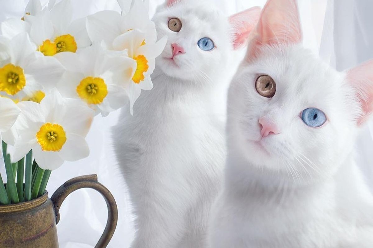 Twin Kitties with Same Colored Odd Eyes in These Stunning Photos