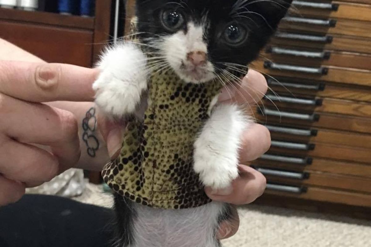 Kitty with Heart Condition Gets 'Iron Man' Suit to Protect His Heart