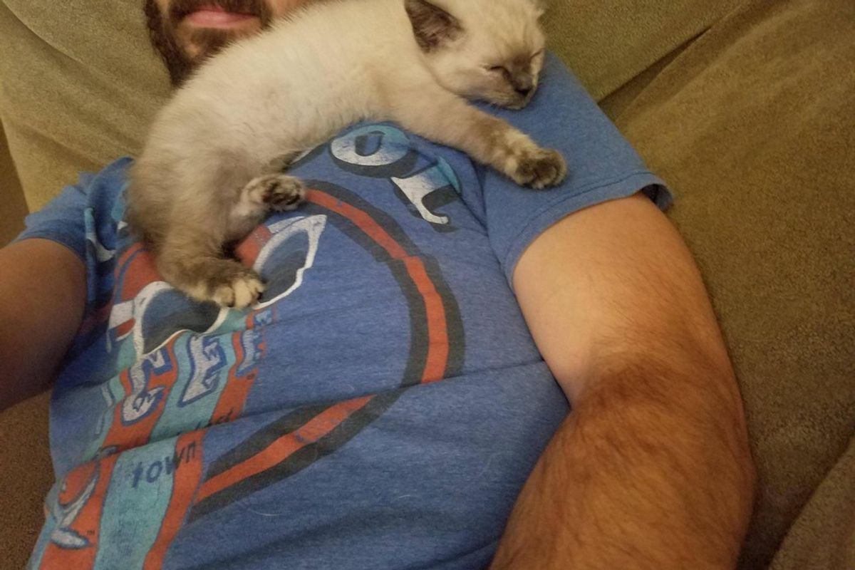 Man Tries to Find Kitten Home After Saving Her, But She Has Different Idea