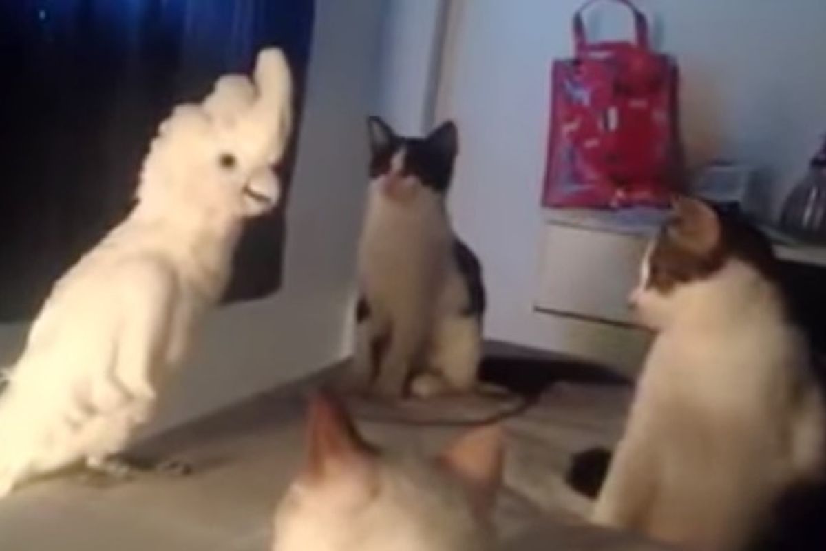 Parrot Speaks Meow to Her Kitty Followers, It's Amazing!