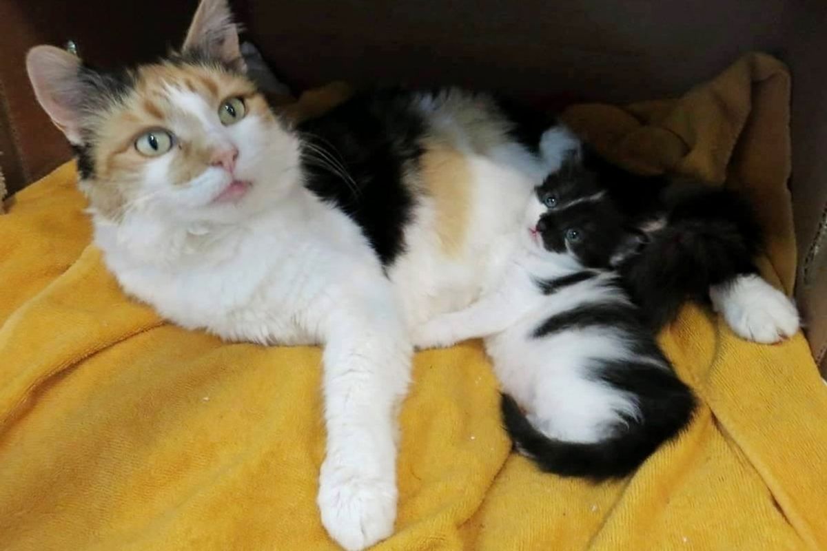 Stray Cat Begs Family to Take Her in So She Can Keep Her Only Baby Safe