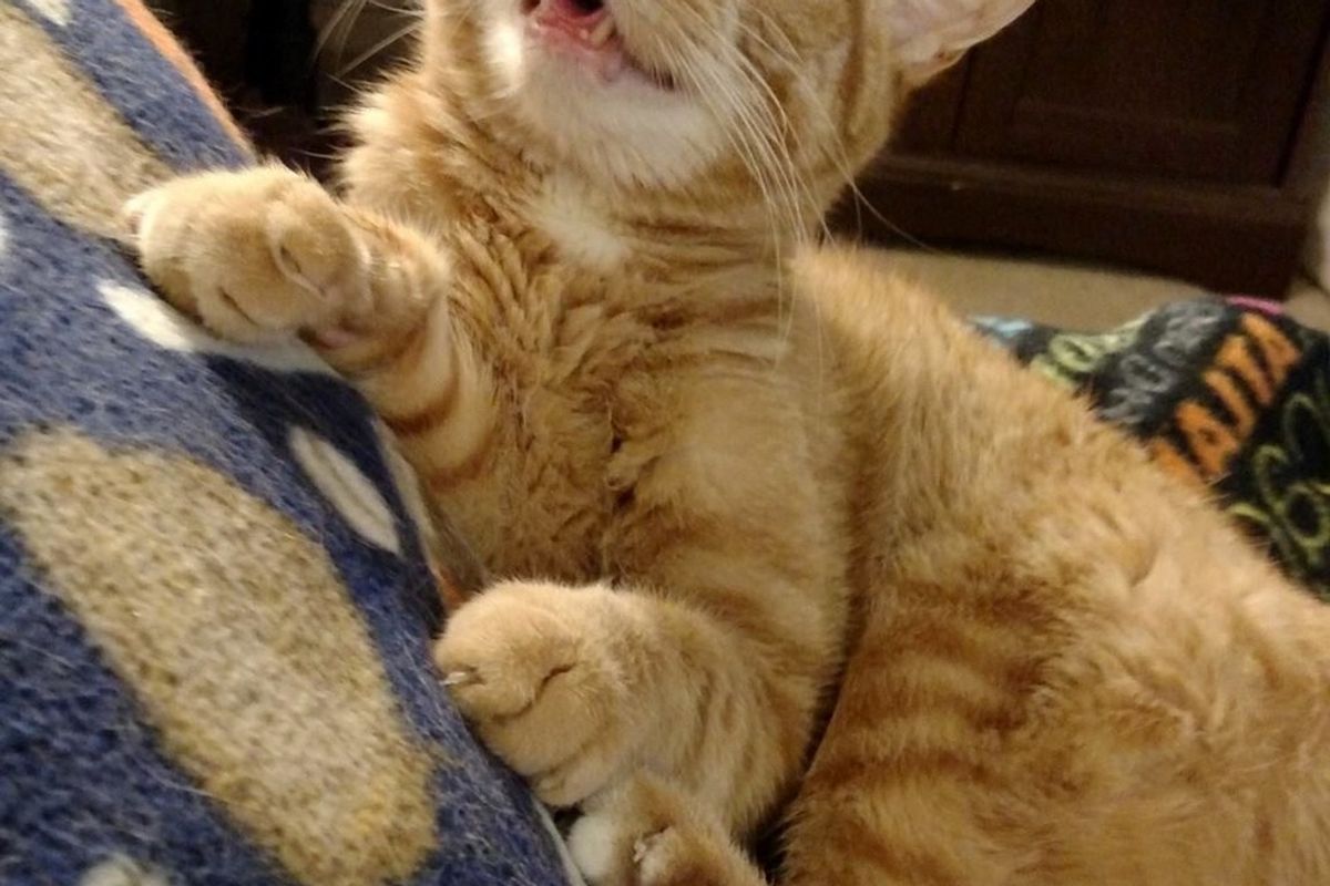 Rescue Ginger Turns His Disability into Happiness and Smiles
