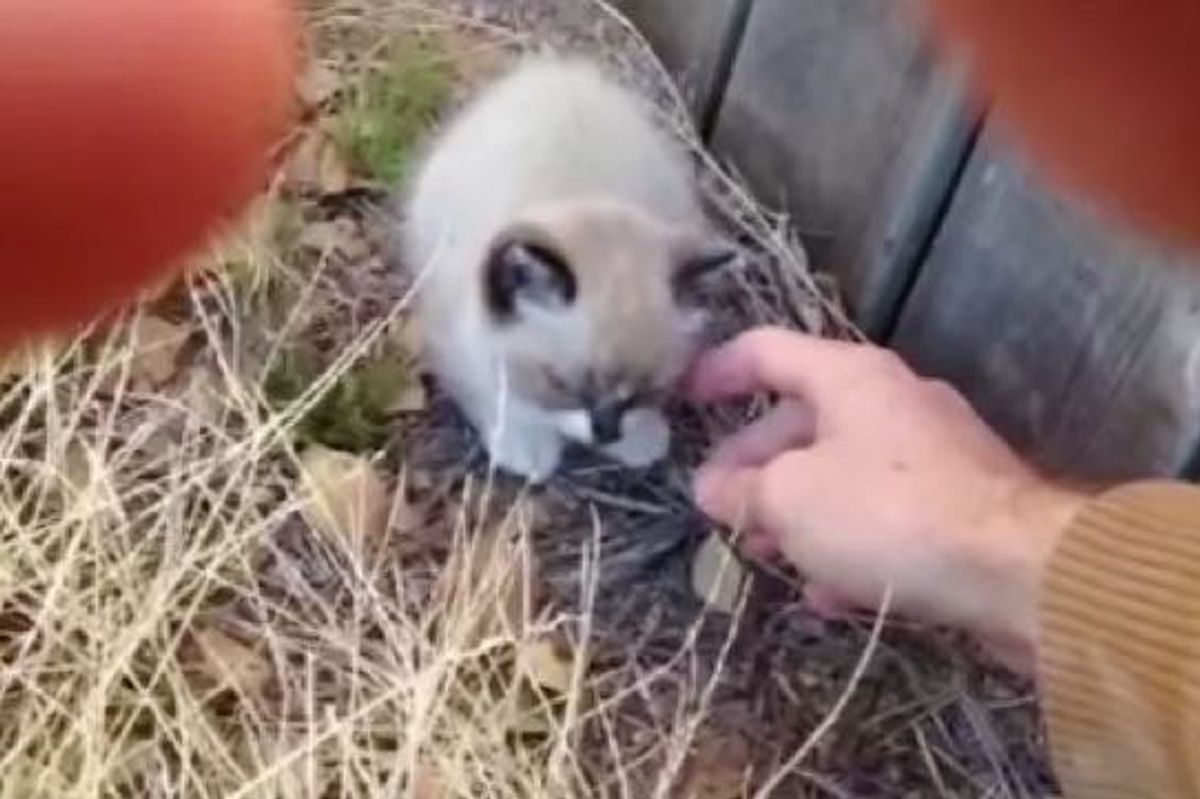 Man Saves Crying Orphaned Kitten who Feels Loved After Just a Few Pets (with Updates)
