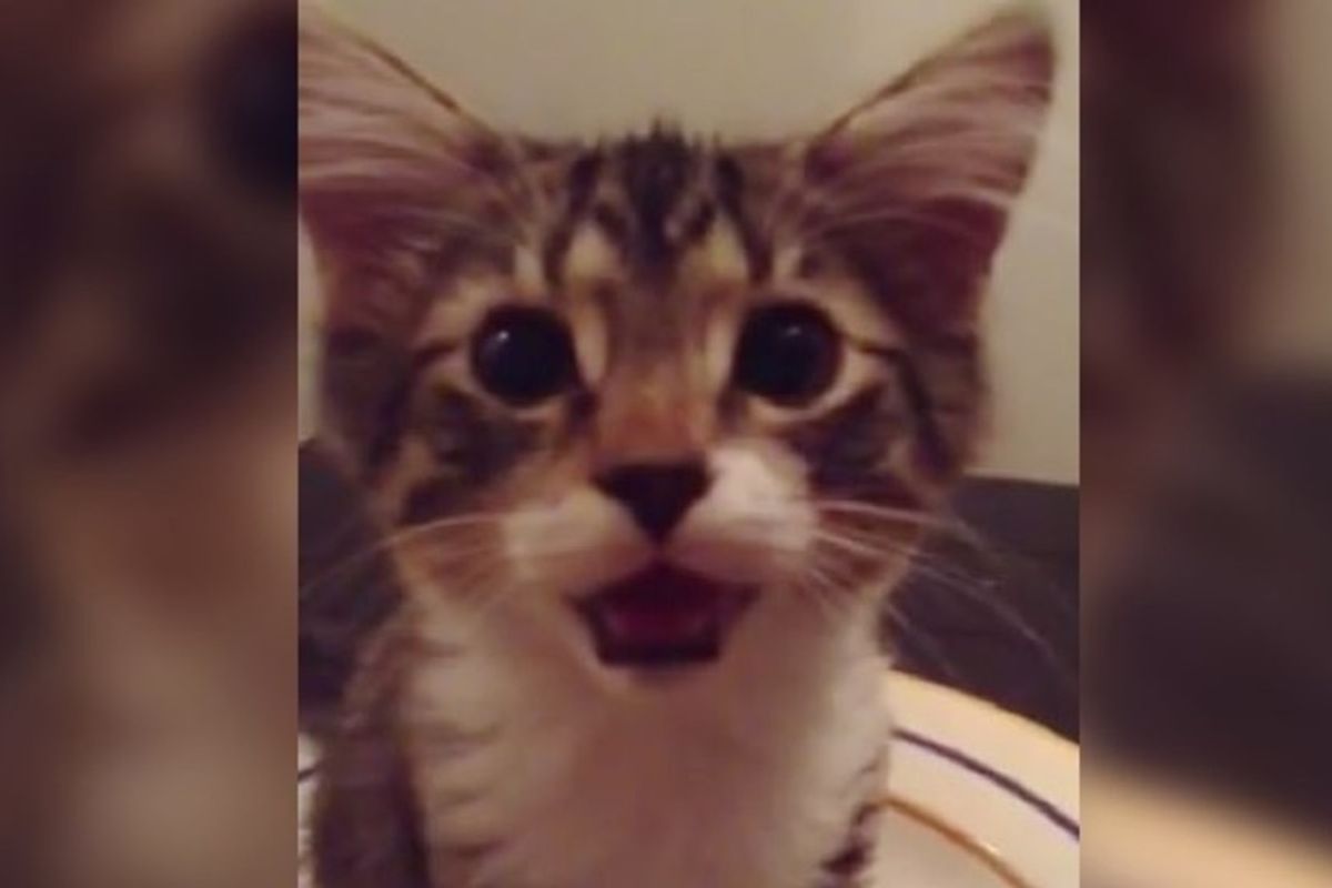 Kitty Has Conversation with Her Human, Telling Her How She Feels