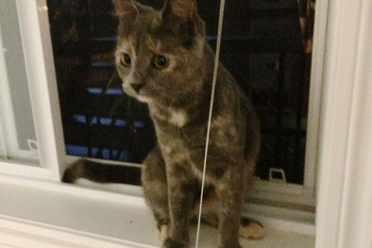 Stray Cat Comes to the Door Meowing to Be Taken in, They Don't Stand a Chance