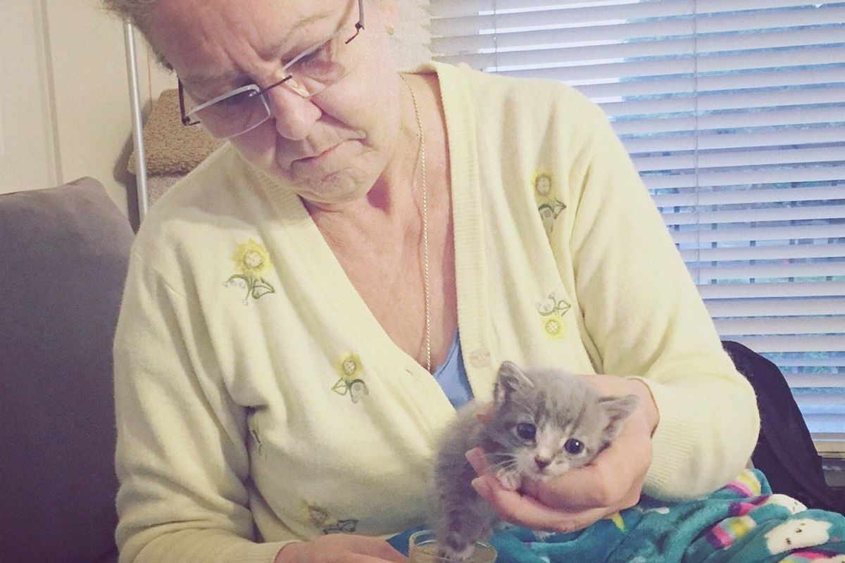 Cat Mama Begs to Be Let Back Out So She Can Lead Rescuer to Her Injured Baby
